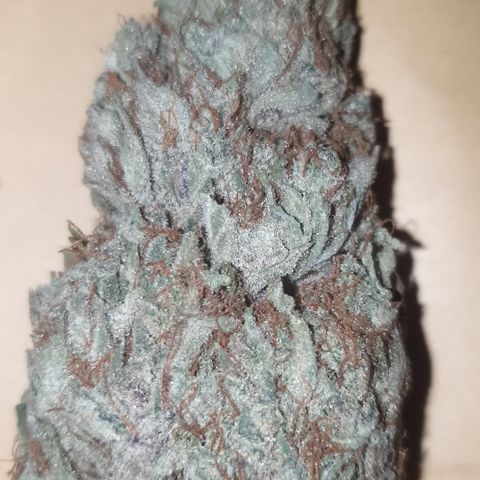Gurllia Cookie 2025 growlog timeline photo