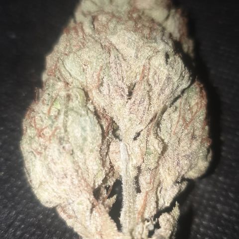 Gurllia Cookie 2025 growlog timeline photo