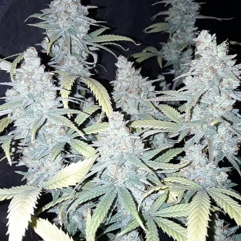 Special Q 2025 growlog timeline photo
