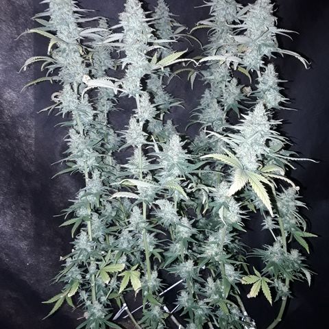 Special Q 2025 growlog timeline photo