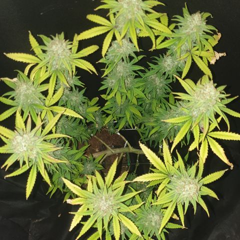 Special Q 2025 growlog timeline photo