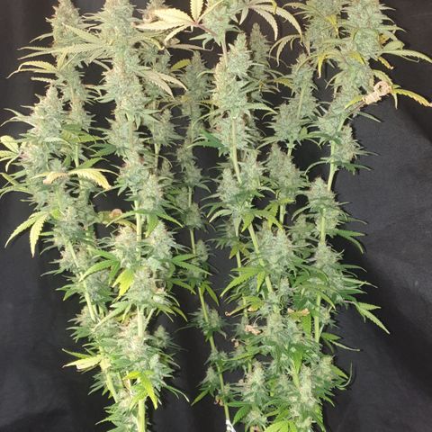 Special Q 2025 growlog timeline photo