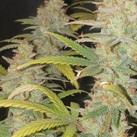Special Q 2025 growlog timeline photo