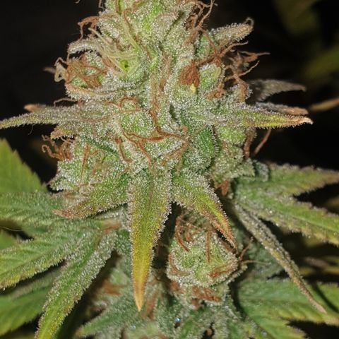 Special Q 2025 growlog timeline photo