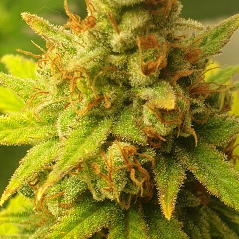 Special Q 2025 growlog timeline photo