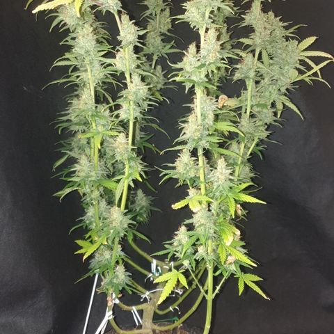 Special Q 2025 growlog timeline photo