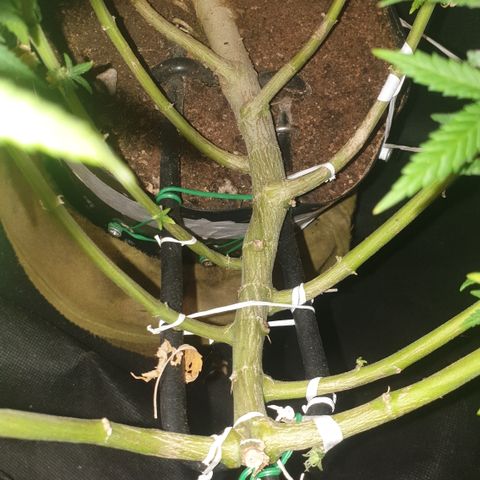Special Q 2025 growlog timeline photo