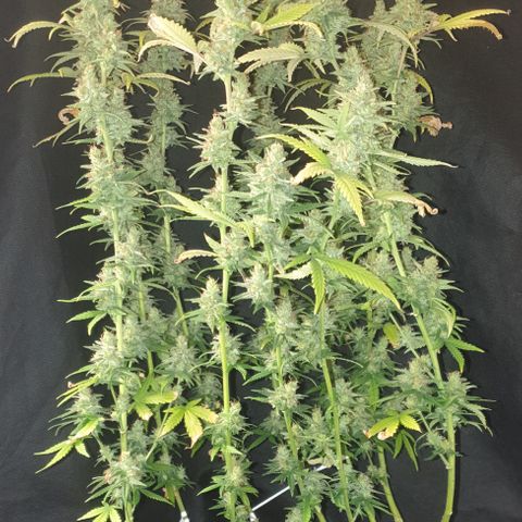 Special Q 2025 growlog timeline photo