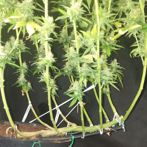 Special Q 2025 growlog timeline photo