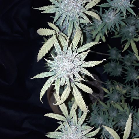 Special Q 2025 growlog timeline photo