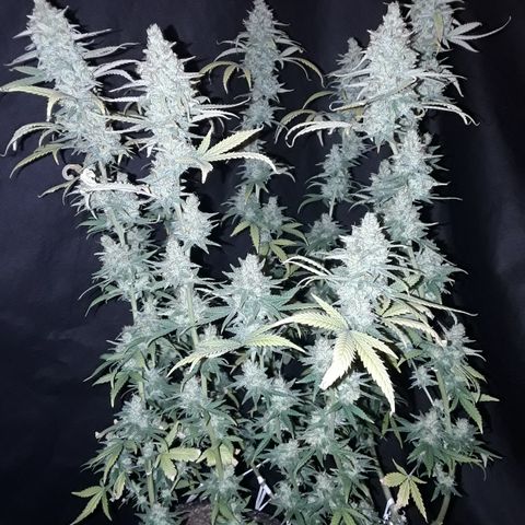 Special Q 2025 growlog timeline photo