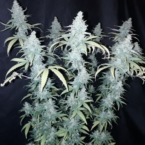 Special Q 2025 growlog timeline photo