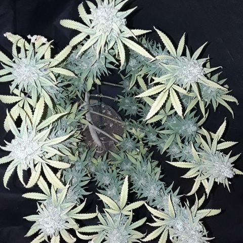 Special Q 2025 growlog timeline photo