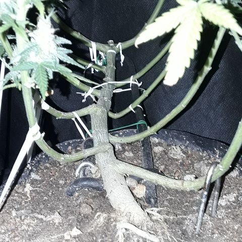 Special Q 2025 growlog timeline photo