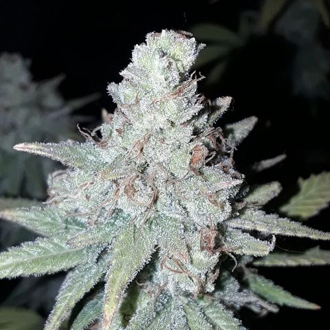 Special Q 2025 growlog timeline photo