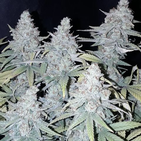 Special Q 2025 growlog timeline photo