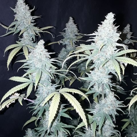 Special Q 2025 growlog timeline photo