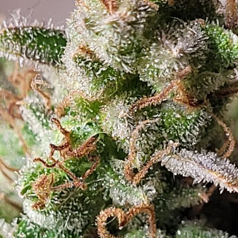 Special Q 2025 growlog timeline photo