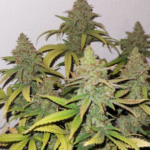 Special Q 2025 growlog timeline photo