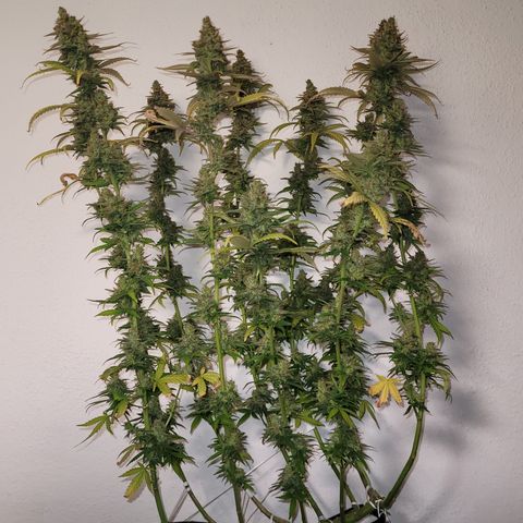 Special Q 2025 growlog timeline photo