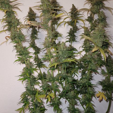 Special Q 2025 growlog timeline photo