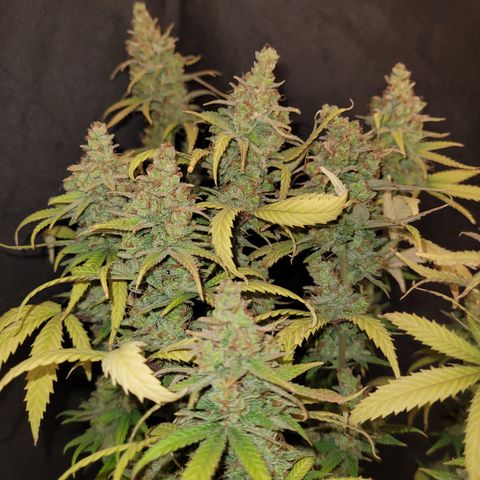 Special Q 2025 growlog timeline photo