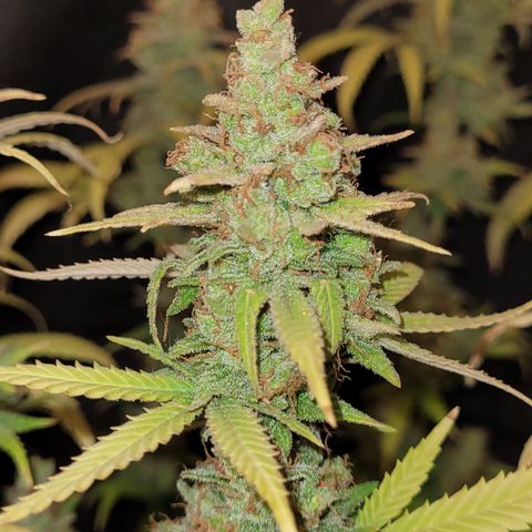 Special Q 2025 growlog timeline photo