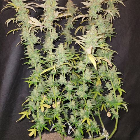 Special Q 2025 growlog timeline photo