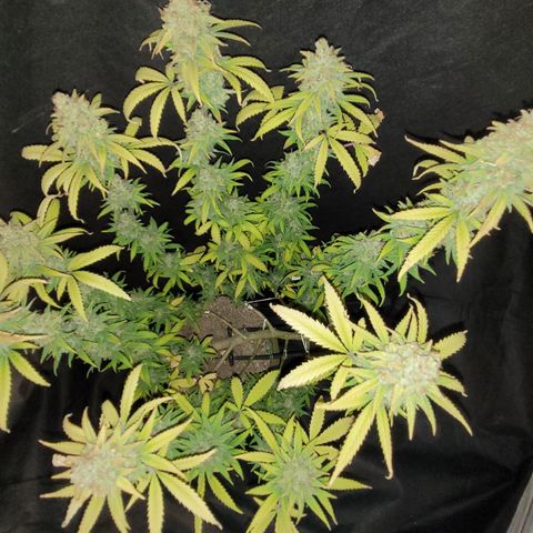Special Q 2025 growlog timeline photo