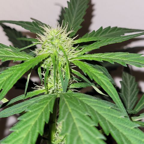 Toad Venom 1 2025/26 growlog timeline photo