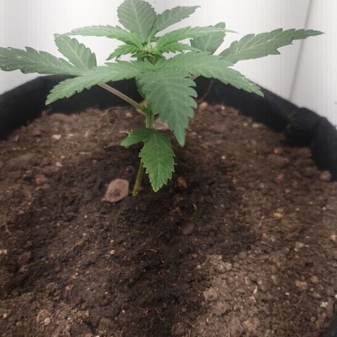 Toad Venom 2 2025/26 growlog timeline photo