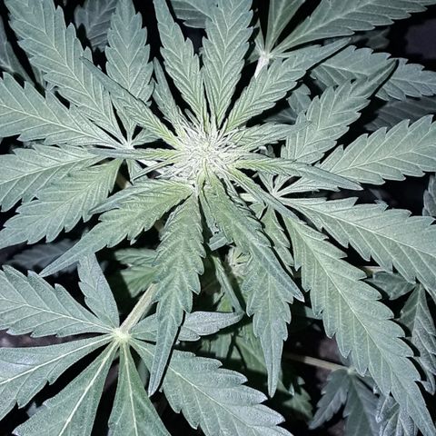 Toad Venom 2 2025/26 growlog timeline photo