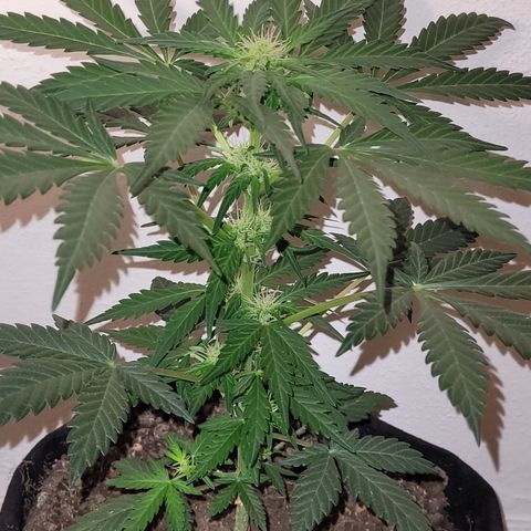 Toad Venom 2 2025/26 growlog timeline photo