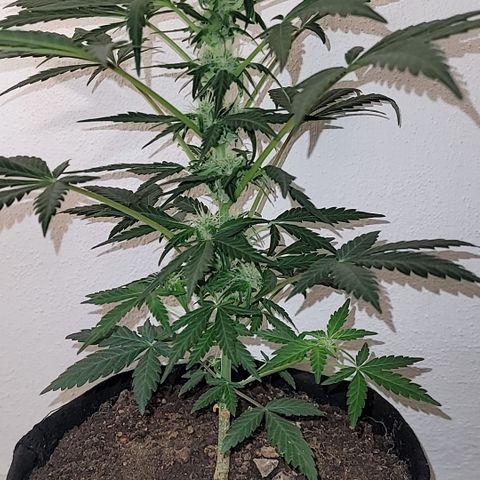 Toad Venom 2 2025/26 growlog timeline photo