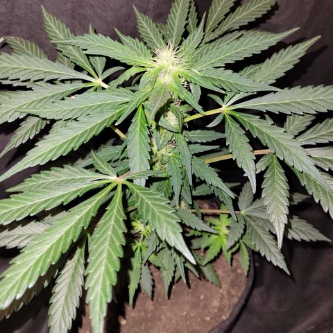 Toad Venom 2 2025/26 growlog timeline photo