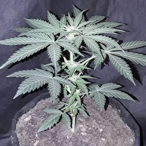 Toad Venom 2 2025/26 growlog timeline photo