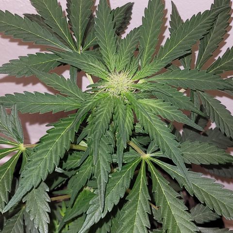Toad Venom 2 2025/26 growlog timeline photo