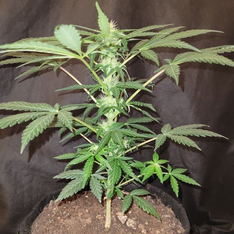 Toad Venom 2 2025/26 growlog timeline photo