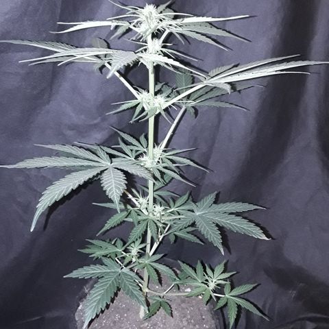 Toad Venom 1 2025/26 growlog timeline photo