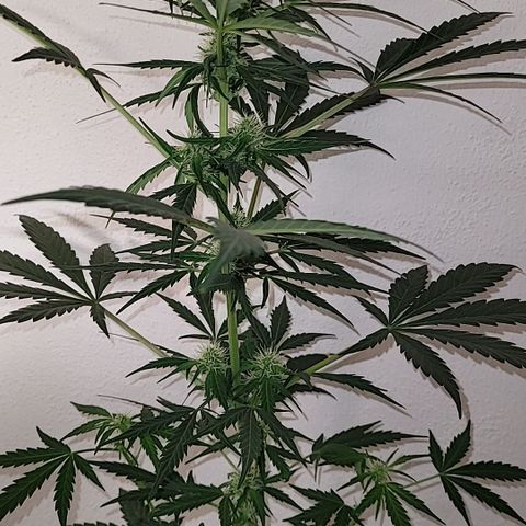 Toad Venom 1 2025/26 growlog timeline photo