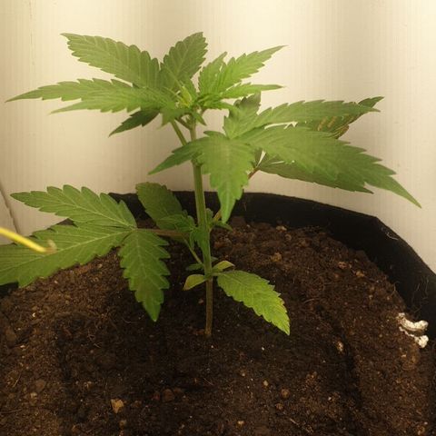 Toad Venom 1 2025/26 growlog timeline photo