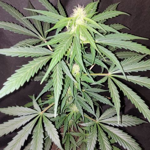 Toad Venom 1 2025/26 growlog timeline photo