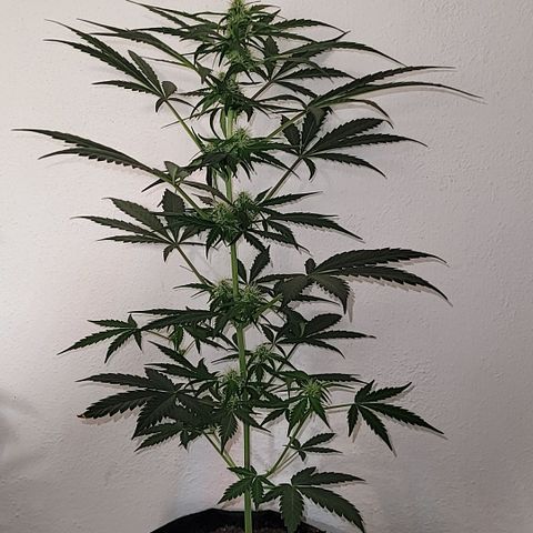 Toad Venom 1 2025/26 growlog timeline photo
