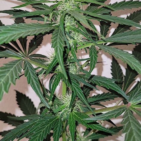 Toad Venom 1 2025/26 growlog timeline photo