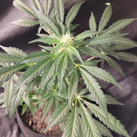Toad Venom 2 2025/26 growlog timeline photo