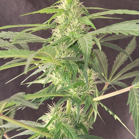 Toad Venom 1 2025/26 growlog timeline photo