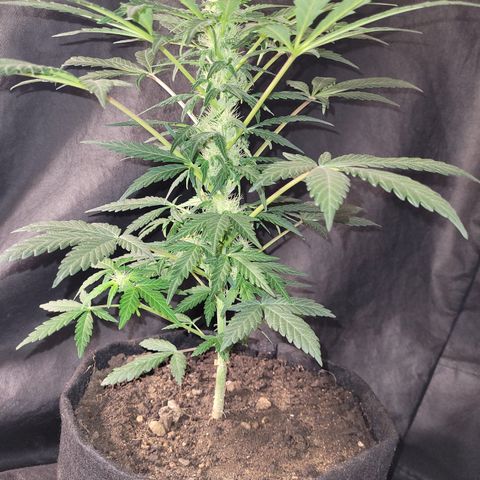 Toad Venom 2 2025/26 growlog timeline photo