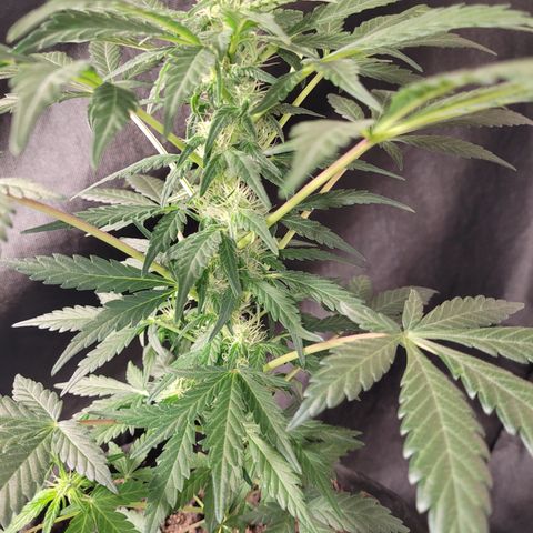 Toad Venom 2 2025/26 growlog timeline photo