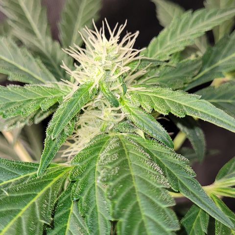 Toad Venom 2 2025/26 growlog timeline photo