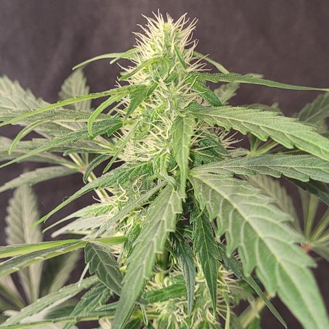 Toad Venom 1 2025/26 growlog timeline photo